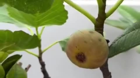 Figs (Anjeer) Growing in a Pot on My Terrace