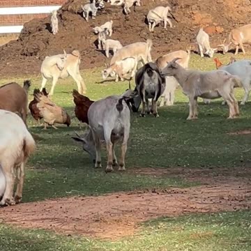 Moms relaxing while their Kids Play