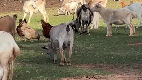 Moms relaxing while their Kids Play