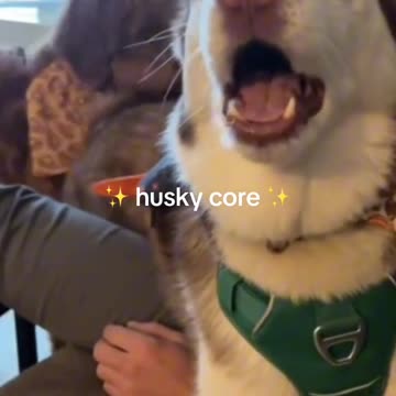 #husky #huskysiberiano #core #foryou #vairal #vaiprofycaramba #foryoupageofficially #fyp #dog #dogso