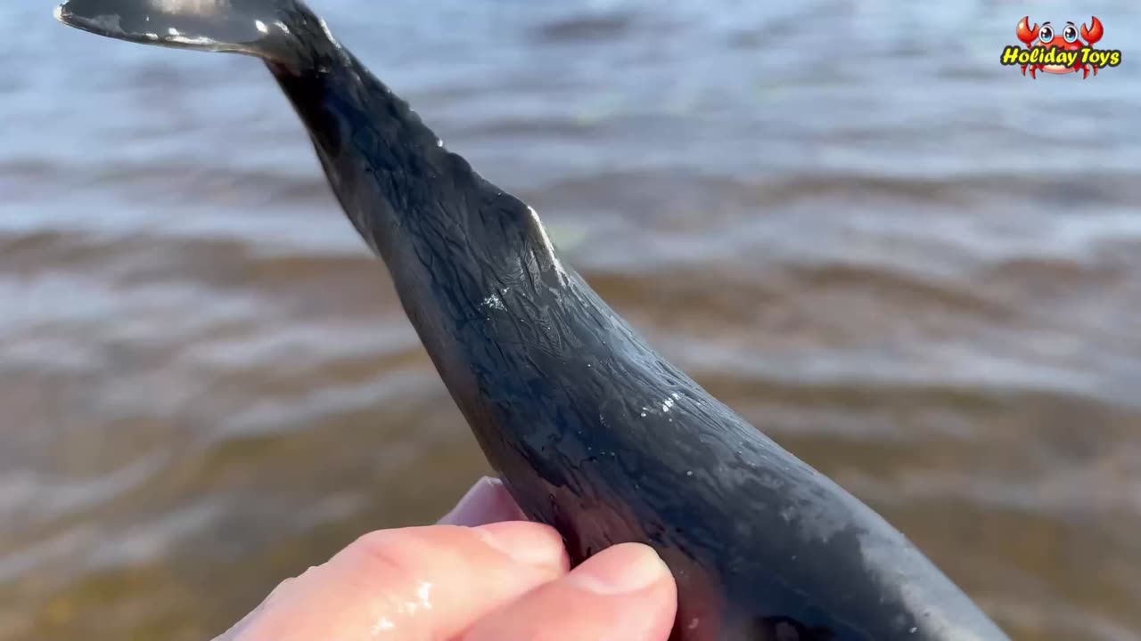 Washing the Swans in the Clear River to Make Them Look Cuter