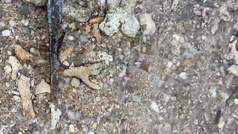 Nature and Animals