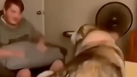 Funny pets | hilarious 😂