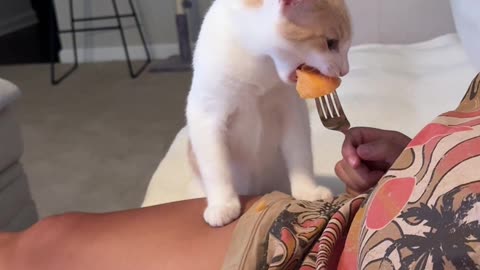 Kitten Tries Cantaloupe for the First Time
