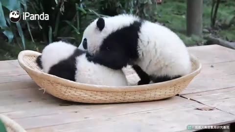 😂🐼 Panda's Fight Ends in a Nap! | FunFM