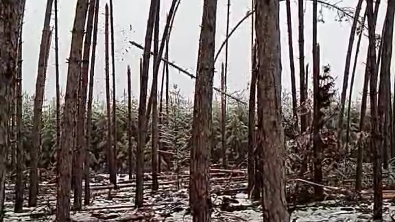 Tree Trunks Begin Snapping after Ice Storm
