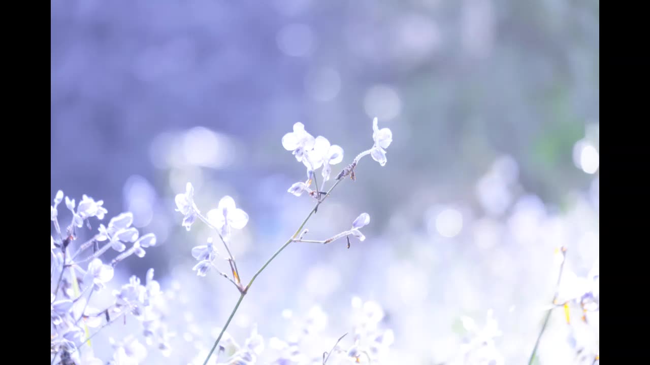 Lord Winter - Subtle