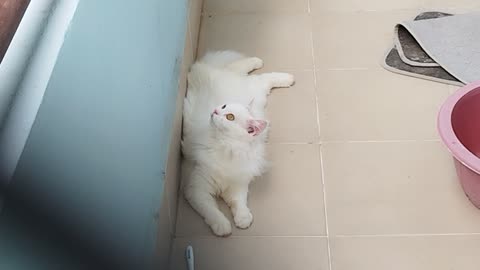 Cat cute funny