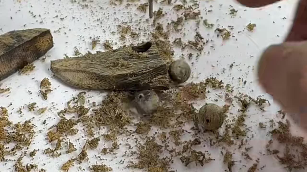 🧠✨ The Ultimate Satisfying Machine In Action! | FeedMyCuriosity