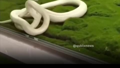 😱🐍 Snake Attack! | FunFM