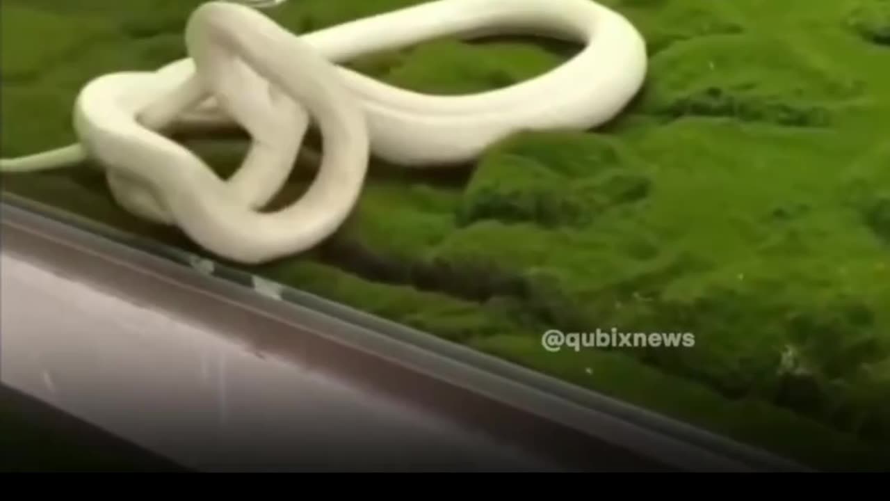 😱🐍 Snake Attack! | FunFM