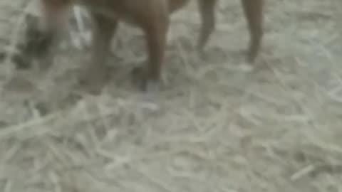 Village dog