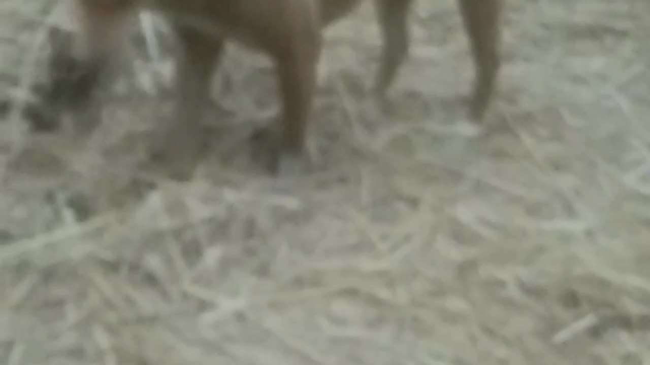 Village dog