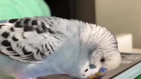 Parrot Sees Himself on Phone Screen – His Reaction is Priceless! 🦜📱😂