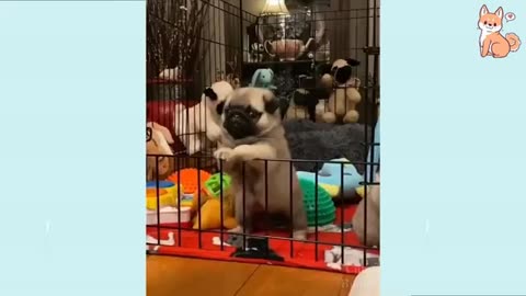 Hilarious pugs!