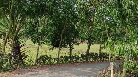 খুব সুন্দর ফলন হয়েছে