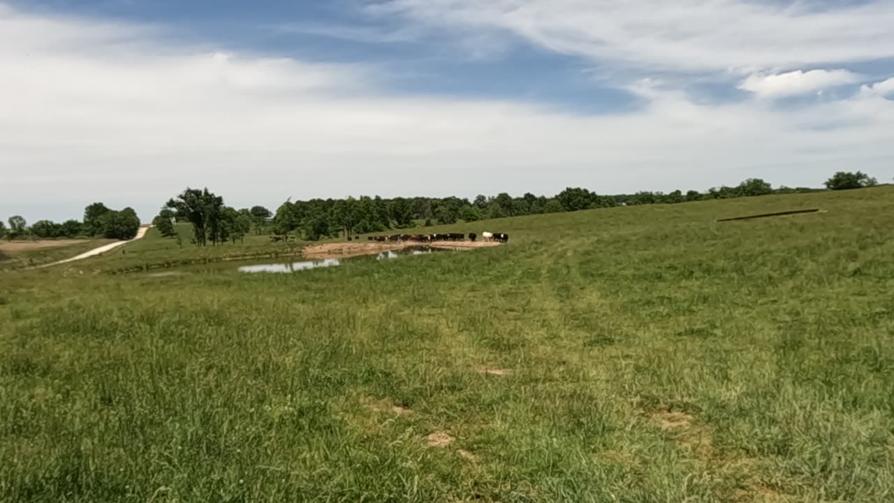 Cattle Grazing