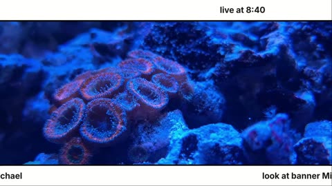 aquarium chat