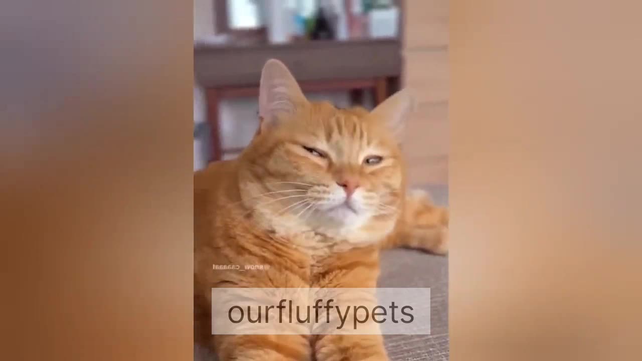 Dramatic cats moments catch । cats video । pets video ।।