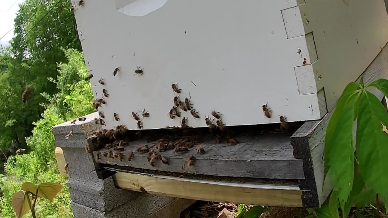 Bee Break #4