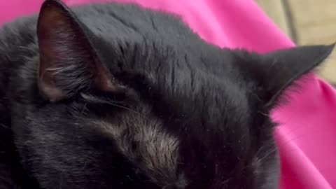Precious Piper Looks So Sweet and Innocent When She Sleeps - My Adopted Shelter Cat Vlog #shorts