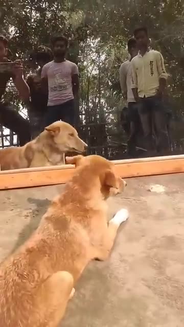 "This Dog Just Broke the Internet 😂🐾" "You Won’t Believe What This Dog Did!"