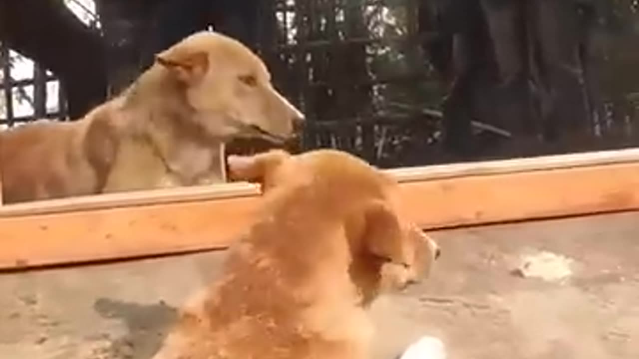 "This Dog Just Broke the Internet 😂🐾" "You Won’t Believe What This Dog Did!"