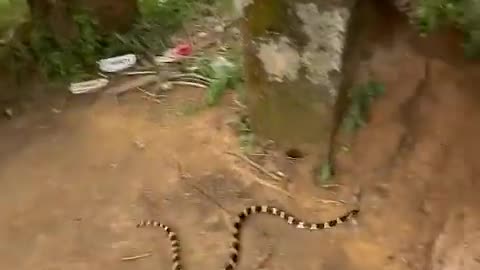 Men affraid because of snake 🐍