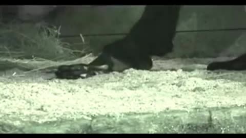 Litte Horse Crushed by Big Horse