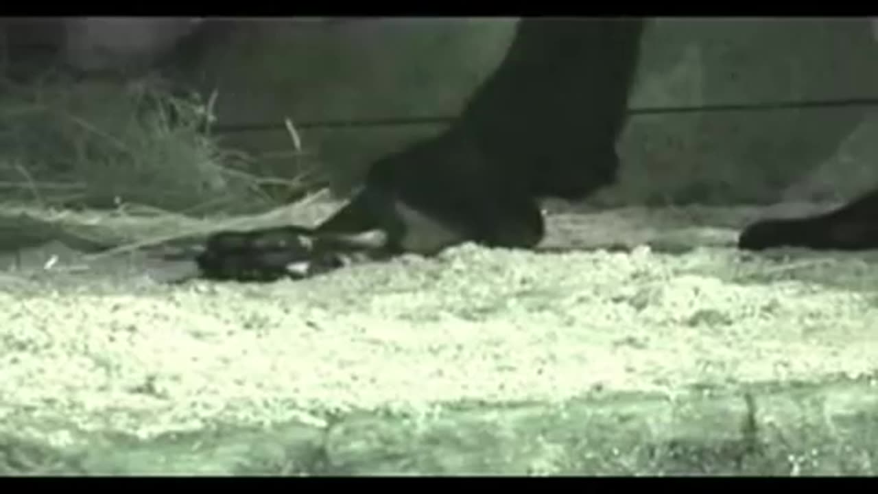 Little Toy Horse Crushed by a Big Draft Horse