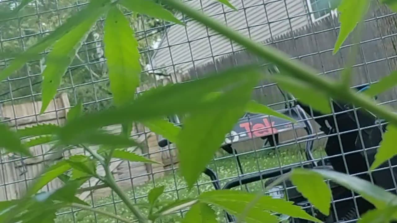 Northern lights and bear poison