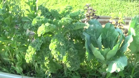JTY Vlogs #4 ( more room and infested plants)