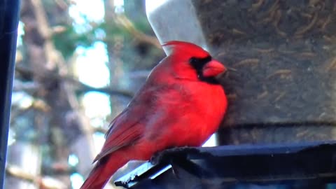 Cardinal