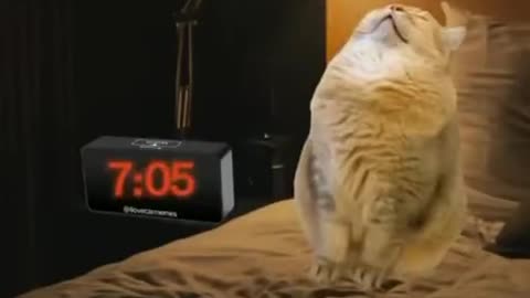 On every morning