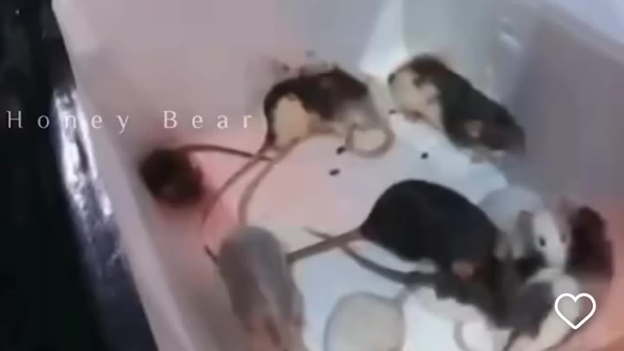 Bro couldn’t decide whether to sing or scream