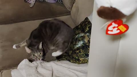 😱😂 "Oh My God, What IS That?!" HILARIOUS Animal Reaction! | FunFM
