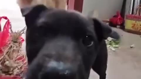 😂🐶 Licky Licky Boi is Too Cute! | FunFM