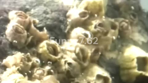 What Are Barnacles?