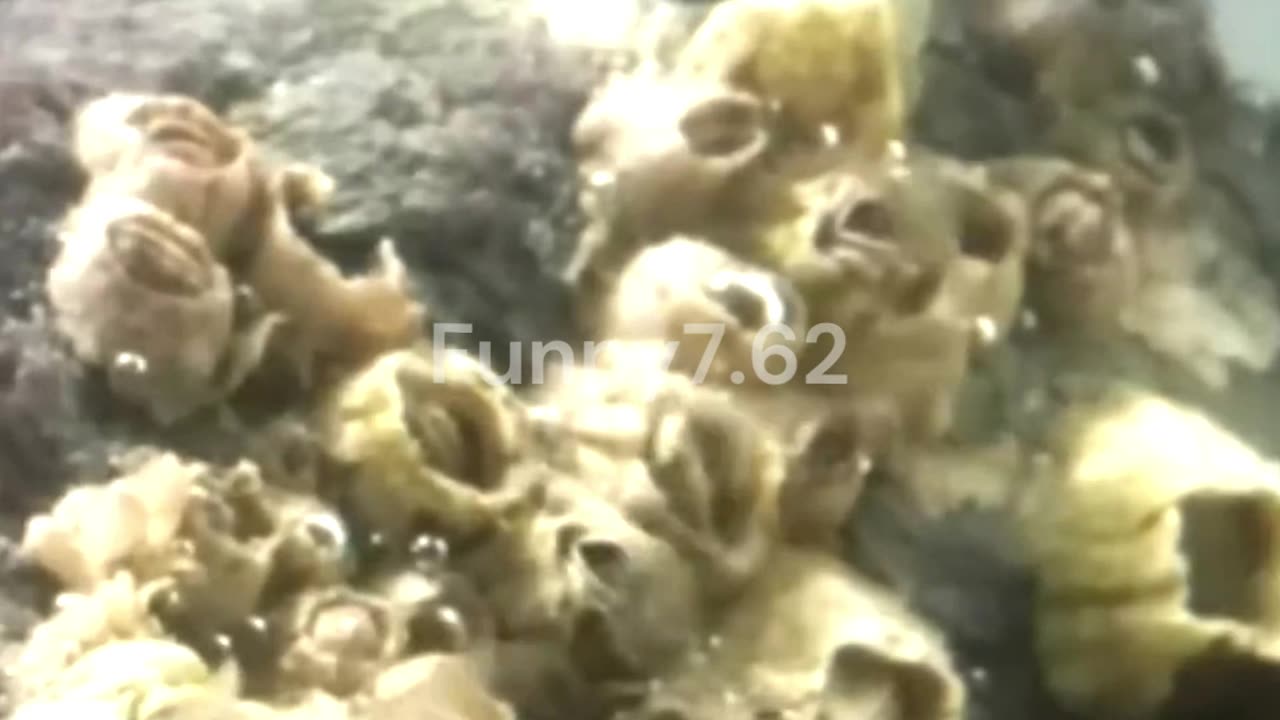 What Are Barnacles?