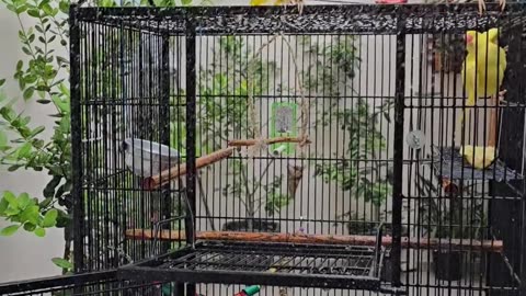 Parakeets Delight In Hose Bath