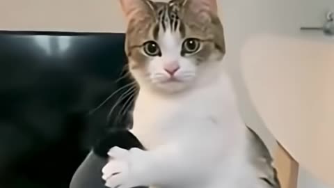 Cat Funny🤣