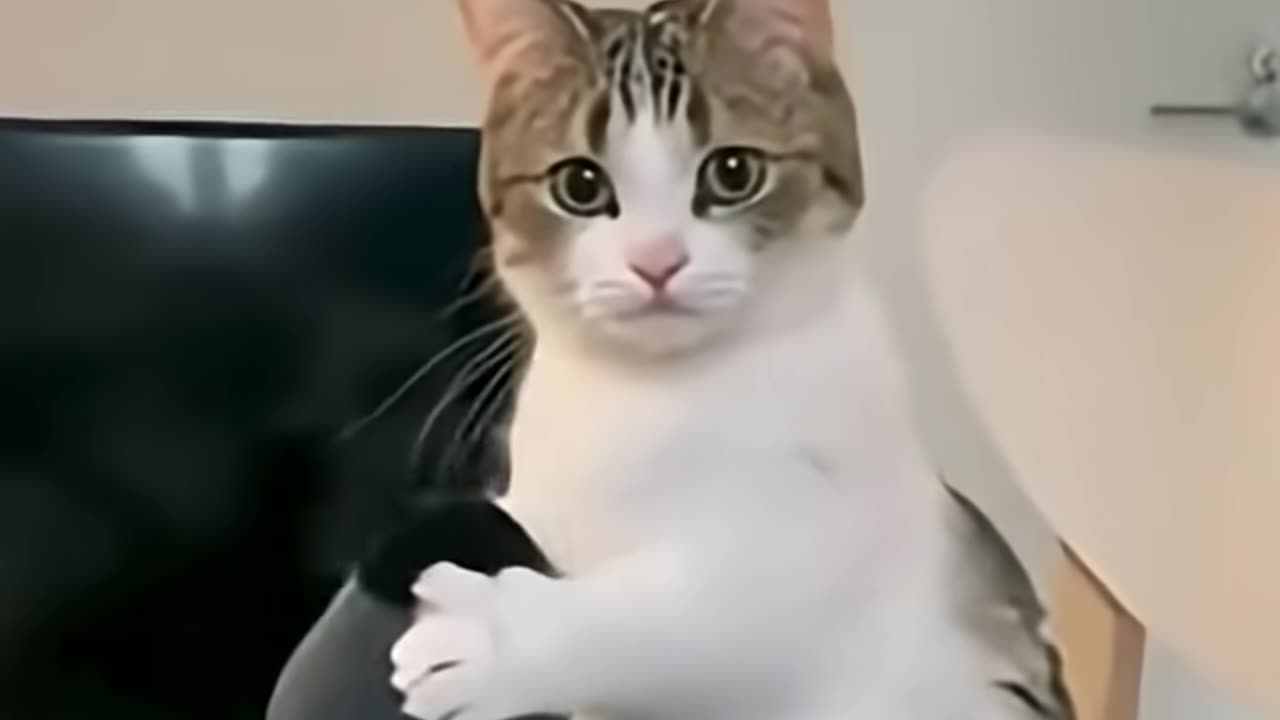 Cat Funny🤣