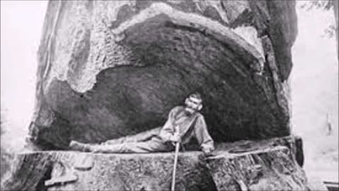The Lumberjacks Of California 1850 - Giant Trees Erased From Mind