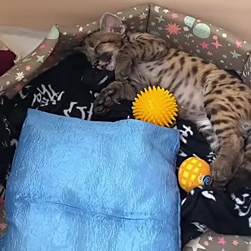 This family rescued an abandoned puma cub