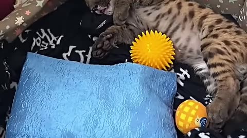 This family rescued an abandoned puma cub