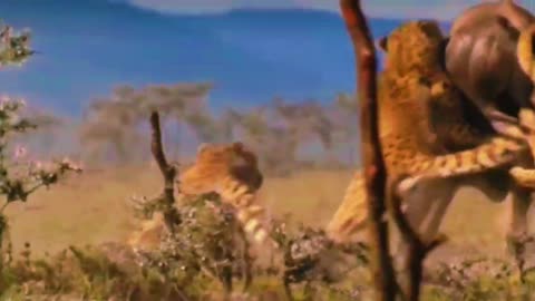 "Tiger Attack Compilation"