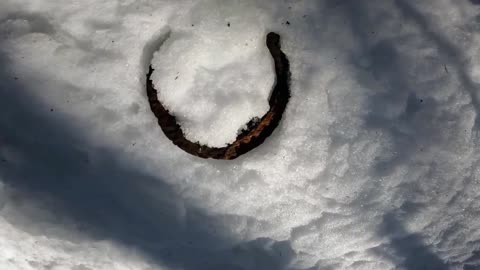 Lucky Horseshoe