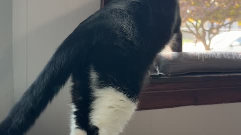 My Cat Has a Cat on His Leg!