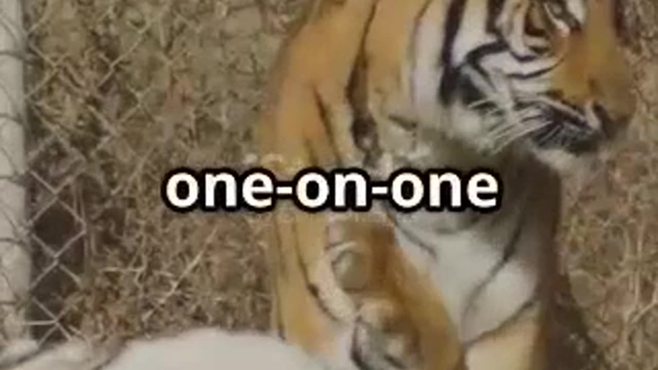 🦁🔥 Tiger Vs Lion: Clash of the Kings 🐯⚡ #WildBattle #LionVsTiger #NatureShowdown