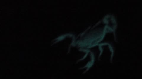 Glow in the dark scorpion yet again